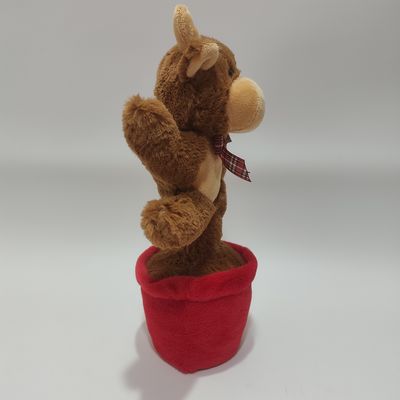 گاو هايلند آواز و رقص