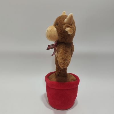 گاو هايلند آواز و رقص